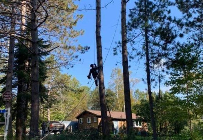 abattage d’arbres