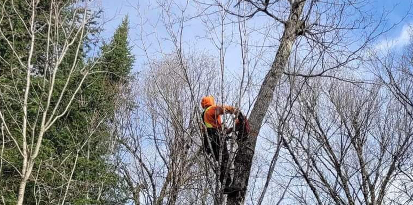 Émondage, abattage d’arbres